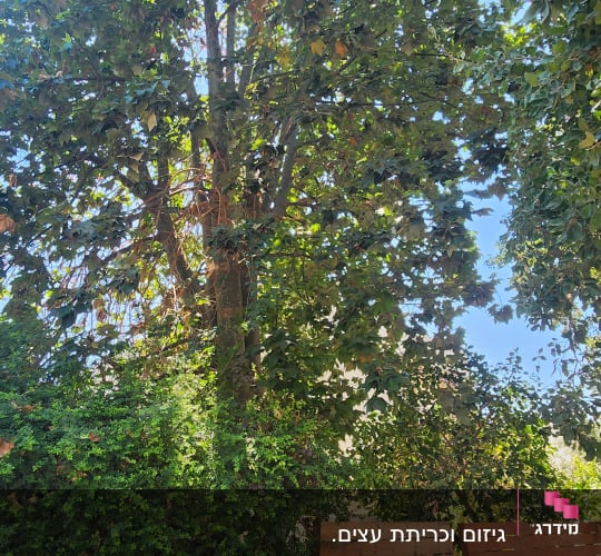 עצים וצמחייה ירוקה לצד גדר אבן ועץ בחצר